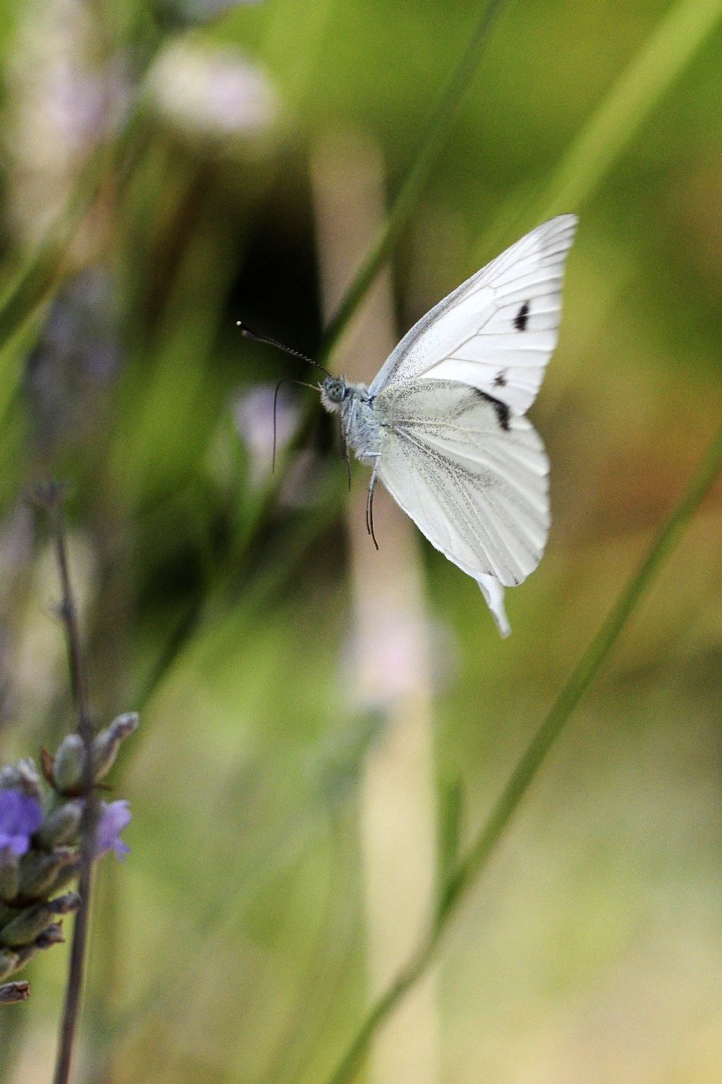 un po'' d''ordine con queste pieris